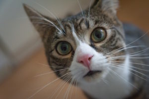 Cat Staring into Face Cat Staring into Face
