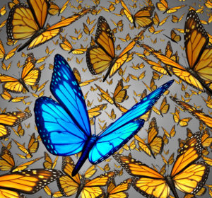 Butterflies Butterflies
